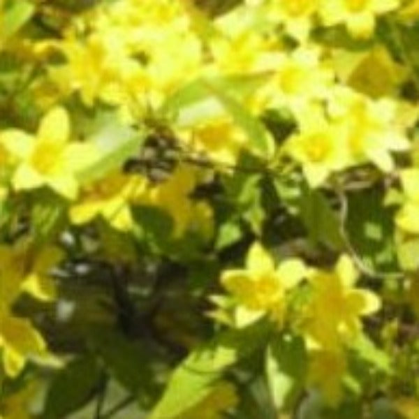 Carolina Jasmine